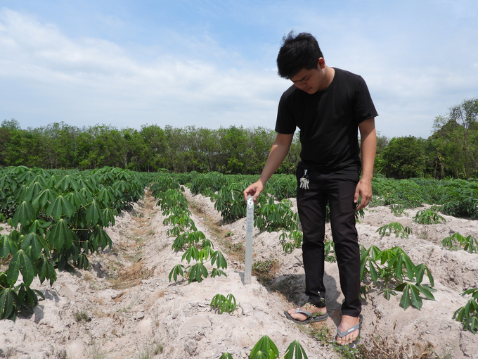 Để nhanh chóng đưa giống sắn mới kháng bệnh khảm lá ra sản xuất, Trung tâm Khuyến nông Tây Ninh chủ động phối hợp với các viện, trường khảo nghiệm ngay tại Tây Ninh. Ảnh: Trần Trung.