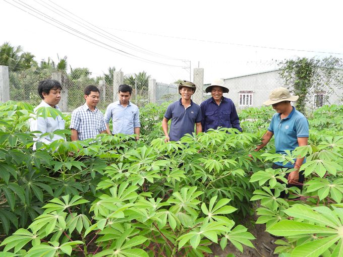 Trung tâm Khuyến nông Tây Ninh chuyển giao tiến bộ khoa học kỹ thuật cho người trồng sắn địa phương. Ảnh: Trần Trung.