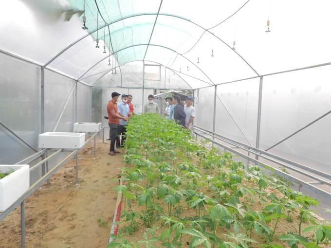 Sau khi có giống sắn kháng bệnh khảm lá, Trung tâm Khuyến nông Tây Ninh thực hiện đồng bộ nhiều giải pháp nhân giống. Ảnh: Trần Trung.