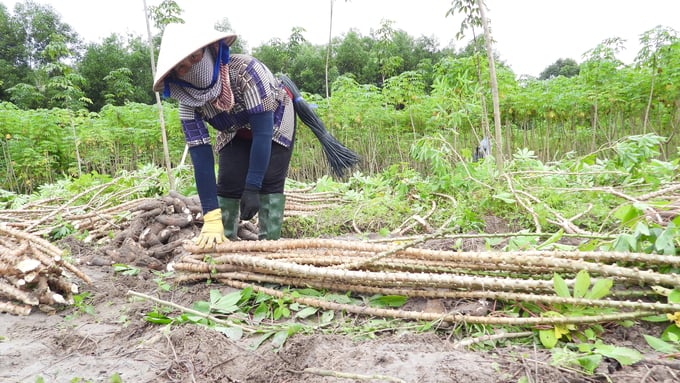 Nông dân Tây Ninh phấn khởi thu hoạch và chuẩn bị giống sắn mới kháng bệnh khảm lá cho vụ trồng 2024. Ảnh: Trần Trung.