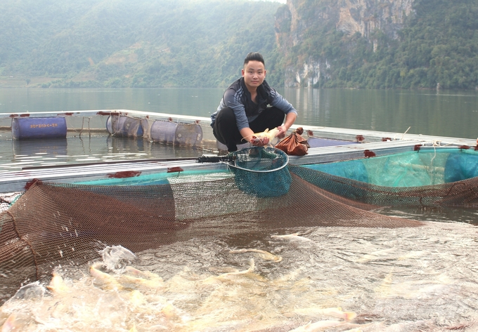 Anh Đỗ Anh Tuân, Giám đốc HTX Dịch vụ Tuân Anh (bản Nam, xã Ta Gia, Than Uyên), khai thác diện tích mặt nước lòng hồ thủy điện nuôi cá đặc sản. Ảnh: Trung Quân.