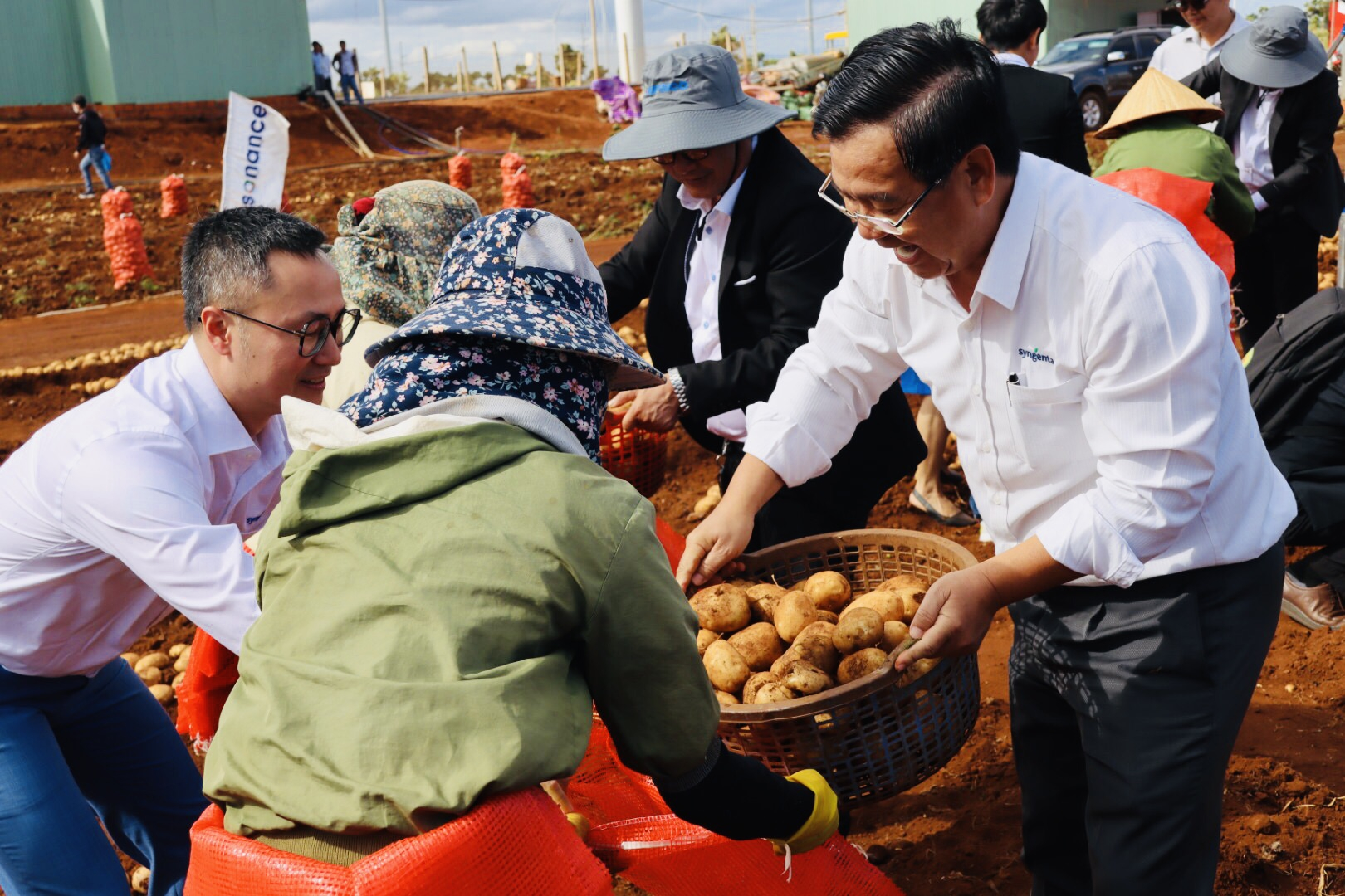 Ông Trần Thanh Vũ (phải), Tổng giám đốc Syngenta Việt Nam tham gia thu hoạch khoai tây cùng nông dân.