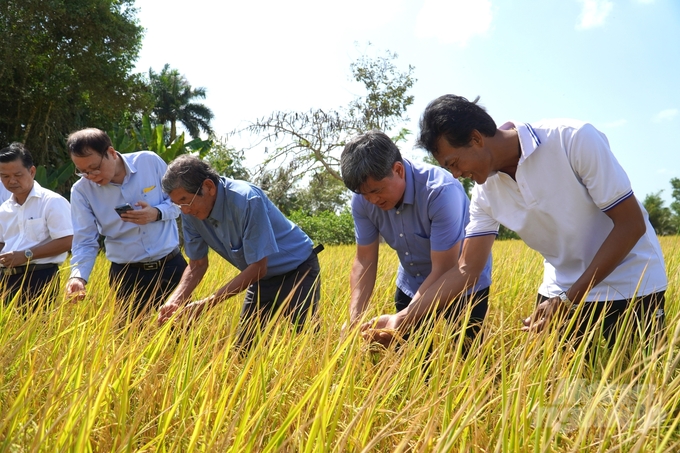 Thứ trưởng Bộ NN-PTNT Trần Thanh Nam thăm mô hình sản xuất lúa an toàn thuộc Dự án sản xuất và liên kết tiêu thụ lúa thơm ST24, ST25 vụ đông xuân 2023 - 2024 triển khai tại thị xã Ngã Năm, tỉnh Sóc Trăng. Ảnh: Kim Anh.