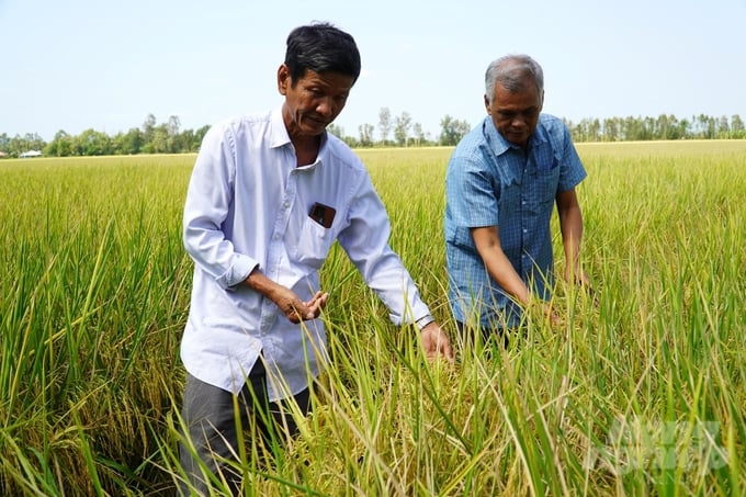 Nông dân xã Vĩnh Quới, thị xã Ngã Năm hào hứng tham gia mô hình sản xuất lúa an toàn, giảm phát thải. Ảnh: Kim Anh.