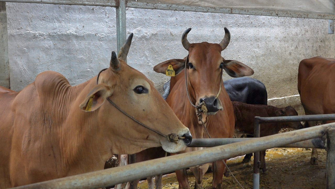 Hiện nay, mỗi con bò thịt được anh Thuận bán với giá hơn 35 triệu đồng. Ảnh: Phương Chi.