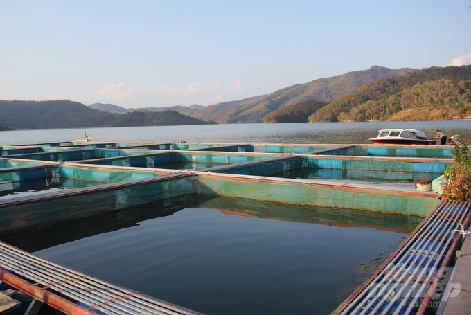 Huyện Than Uyên đã ban hành nhiều chủ trương, chính sách khuyến khích, hỗ trợ các HTX, hộ dân phát triển nuôi trồng thủy sản trong khu vực lòng hồ thủy điện. Ảnh: Trung Quân.