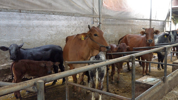 Anh Thuận nuôi bò sinh sản kết hợp nuôi vỗ béo mang lại hiệu quả kinh tế cao. Ảnh: Phương Chi.