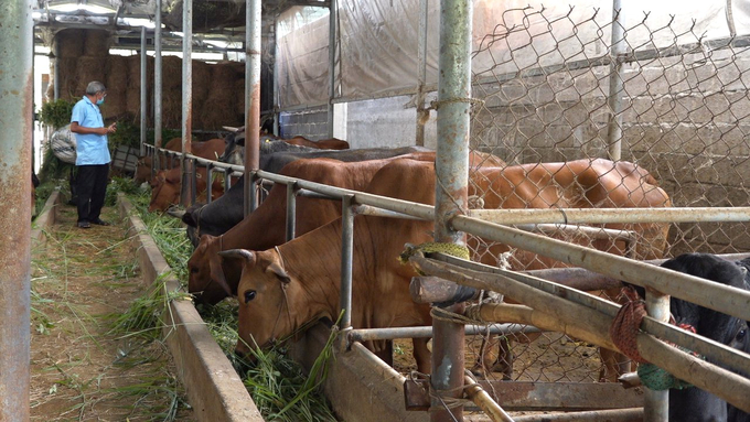 Mỗi ngày, đàn bò của anh Thuận tiêu tốn hết khoảng 500kg cỏ. Ảnh: Phương Chi.