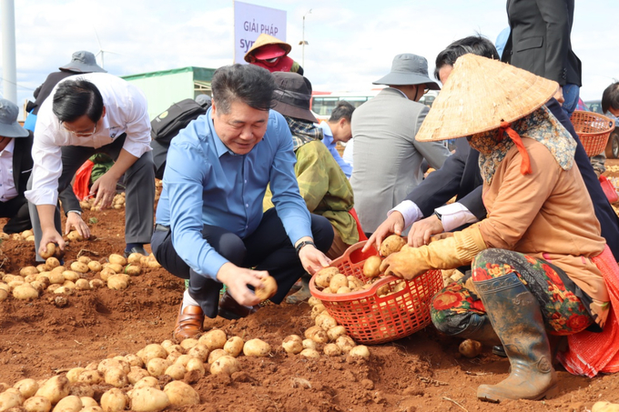 Ông Lê Quốc Thanh (giữa), Giám đốc Trung tâm Khuyến nông Quốc gia thu hoạch khoai tây cùng nông dân. Ảnh: Đăng Lâm.