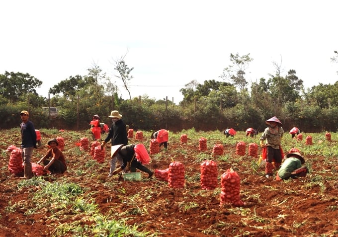 Nông dân thu hoạch khoai tây thuộc mô hình liên kết với doanh nghiệp ở xã Ia Tiêm, huyện Chư Sê. Ảnh: Đăng Lâm.