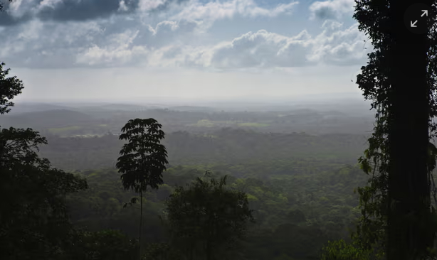 The Amazon rainforest in Amapá state, Brazil. Photo: Alamy