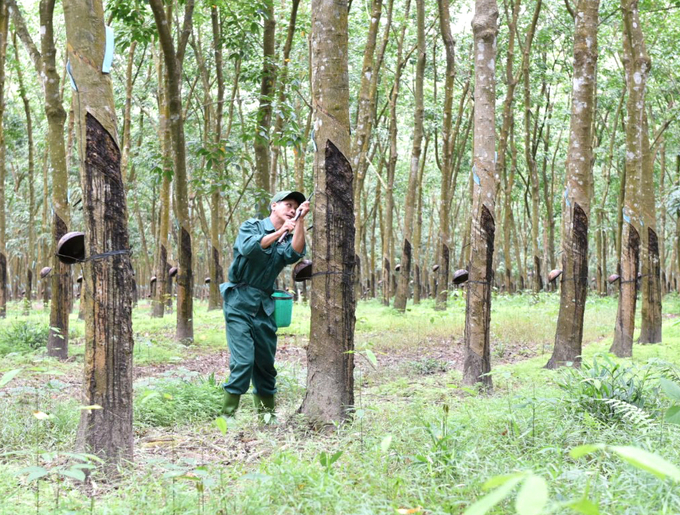 VRG sẽ kiểm soát chặt chẽ giá thành và đẩy mạnh tăng trưởng xanh, phát triển bền vững. Ảnh: Thanh Sơn.