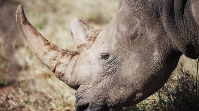 Một con tê giác trắng hoang dã ở Tây Bắc Nam Phi hồi tháng 4/2023. Ảnh: AFP.