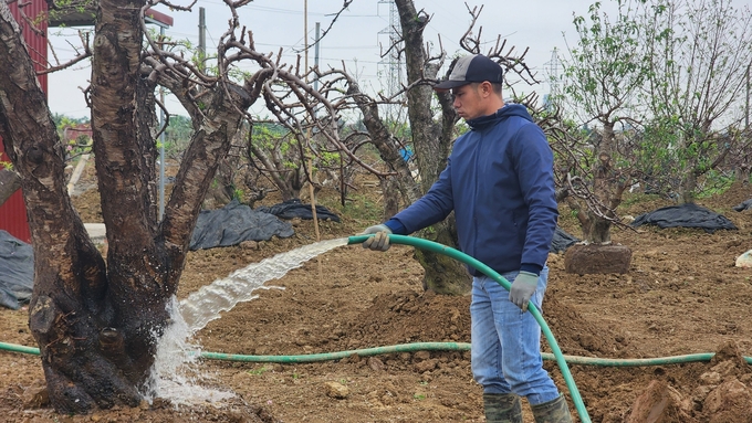 Anh Nguyễn Văn Công đang tưới nước phục hồi những gốc đào cho khách thuê dịp Tết Giáp Thìn 2024. Ảnh: Đinh Mười.