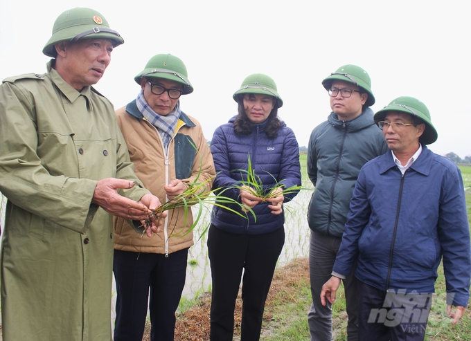 Đến ngày 23/2, toàn tỉnh Thái Bình cơ bản đã hoàn thành việc gieo cấy, trong đó diện tích sử dụng mạ khay, máy cấy trên 30%. nong duoc viet nam