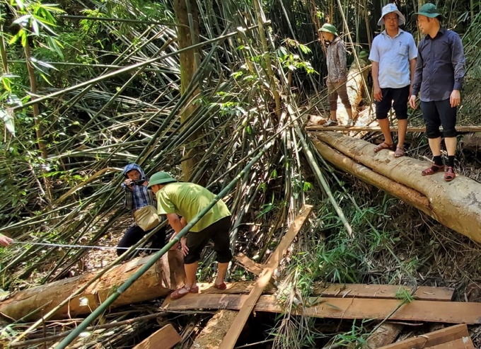 Hiện trường vụ phá rừng tại huyện Như Xuân.