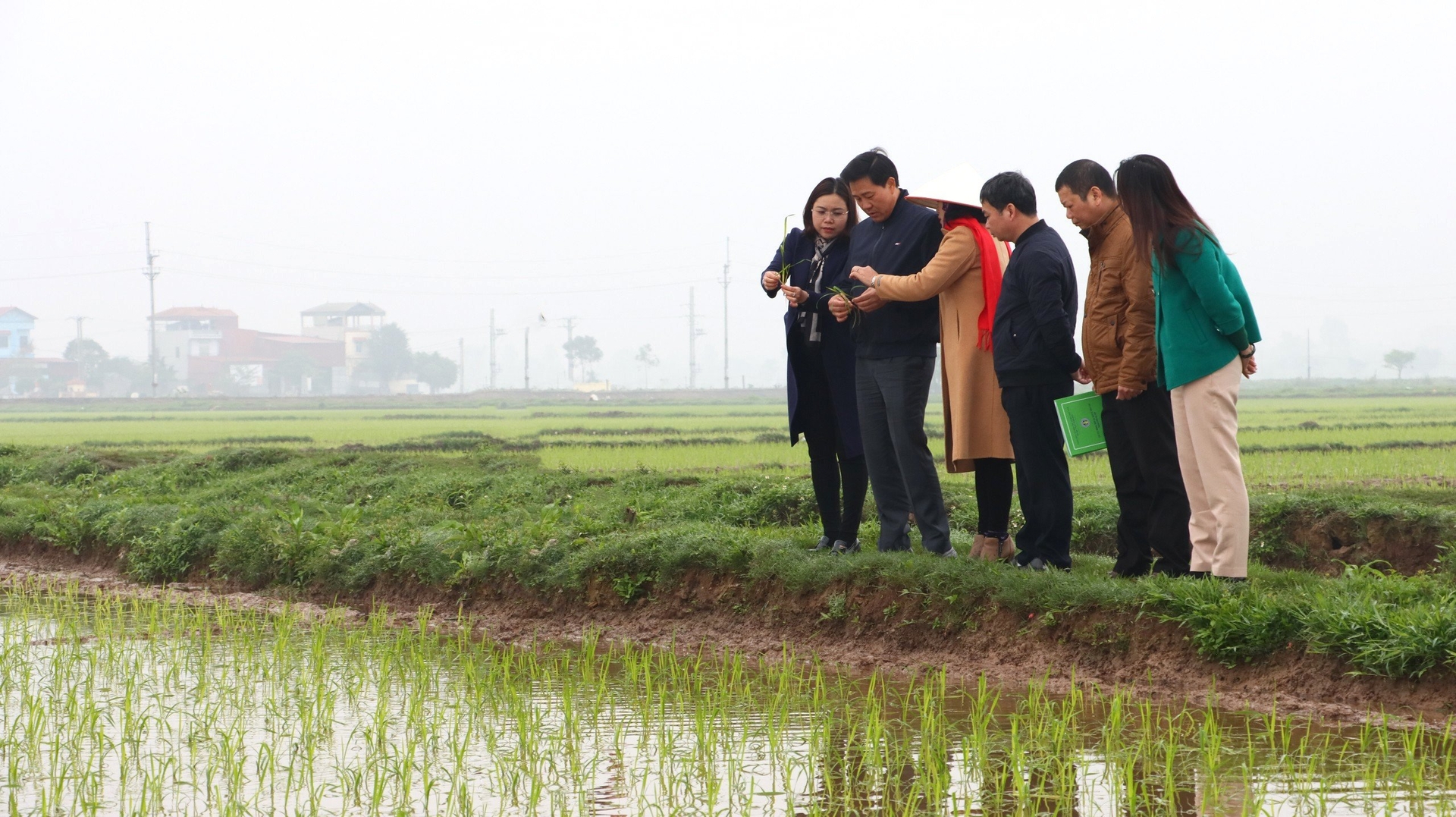 Giám đốc Sở NN-PTNT Hà Nội Nguyễn Xuân Đại cùng cán bộ chuyên môn kiểm tra chất lượng gieo cấy tại cánh đồng huyện Thanh Oai. nong duoc viet nam