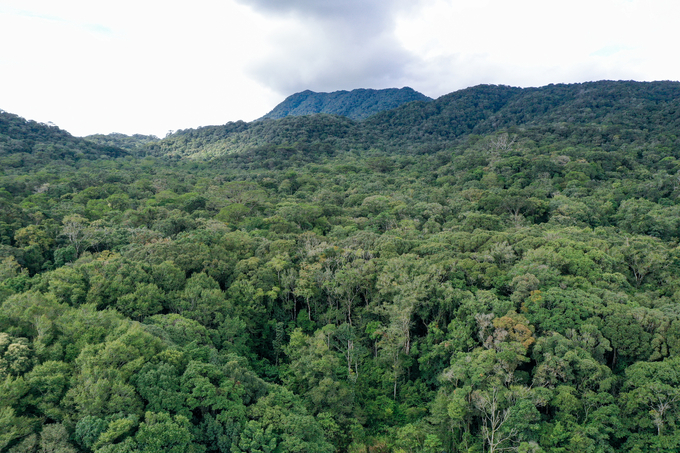 Đề án đặt mục tiêu chung là phát triển giá trị đa dụng của hệ sinh thái rừng. Ảnh: Tùng Đinh.