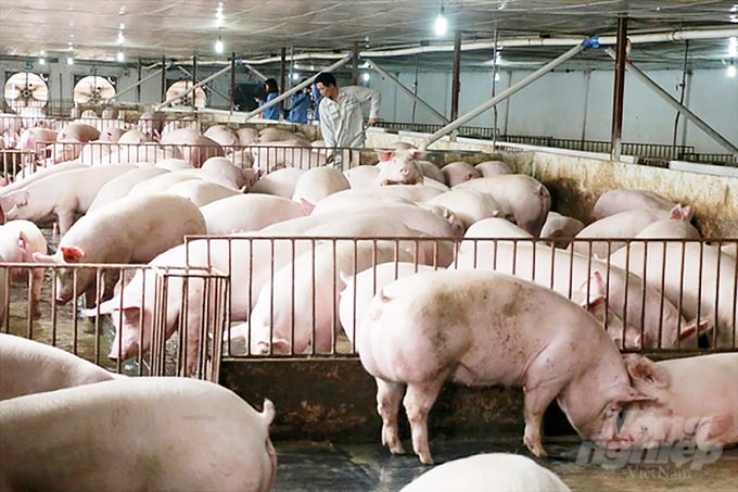 Việt Nam có nhiều tiềm năng xuất khẩu lợn sang Trung Quốc. Ảnh: NNVN.