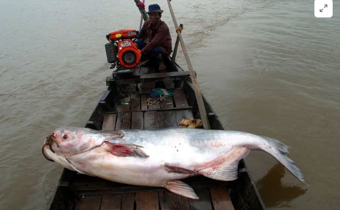 A Mekong giant catfish is seen on a boat in the Tonle Sap River, Cambodia, October 21, 2002. Zeb Hogan USAID Wonders of the Mekong Handout via REUTERS.