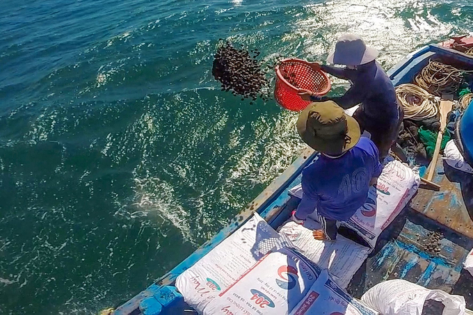 Hội cộng đồng ngư dân xã Thuận Quý thả sò lông non xuống biển để phục hồi nguồn lợi. Ảnh: N. Lân/Báo Ninh Thuận.