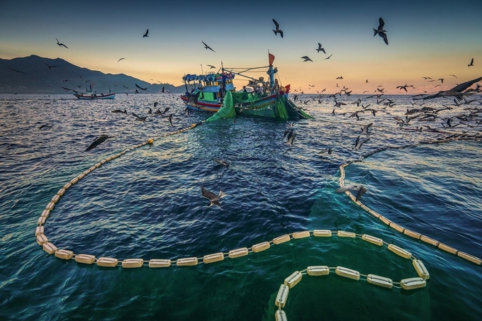 Ngư dân Bình Thuận đánh bắt cá cơm.