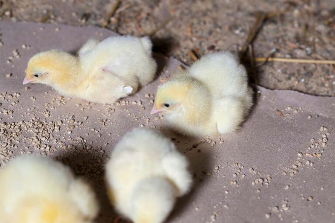 By 2030, it is expected that Russian genetics could represent 25% of the country's poultry meat production. Photo: Canva.