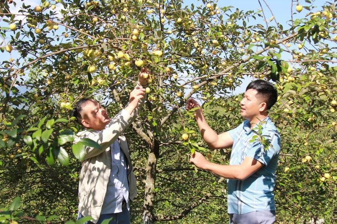 Cán bộ khuyến nông huyện Mù Cang Chải hướng dẫn người dân kỹ thuật trồng cây sơn tra (táo mèo). Ảnh: Thanh Tiến.