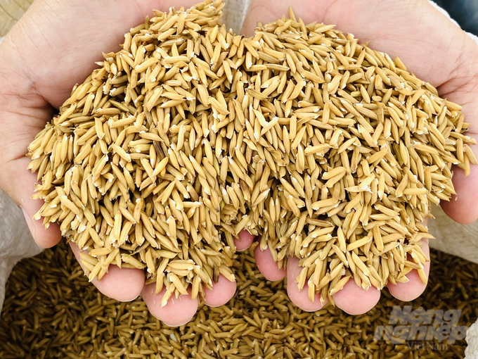 Giống lúa sử dụng trong mô hình là giống xác nhận OM18, mật độ gieo sạ 60kg/ha. Ảnh: Lê Hoàng Vũ.