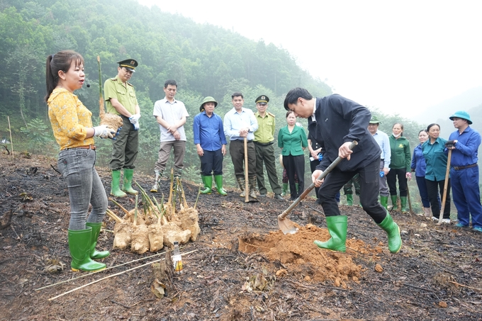 Cán bộ khuyến nông huyện Trấn Yên hướng dẫn kỹ thuật trồng tre Bát Độ cho người dân. Ảnh: Thanh Tiến.