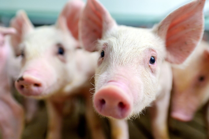 Pigs are being genetically modified to help prevent disease in them. Photo: Adobe.com