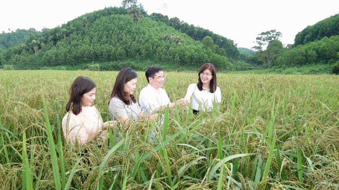 Xây dựng nông thôn mới từ lâu đã trở thành phong trào nòng cốt và quan trọng của huyện Phú Lương (Thái Nguyên). Trong hình là cánh đồng lúa nếp Ôn Lương, một trong những đặc sản tiêu biểu của địa phương. Ảnh: Quang Linh.