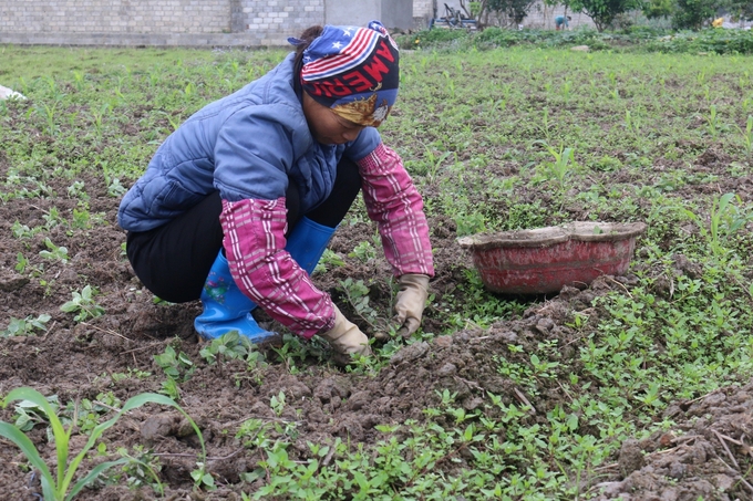 Người dân huyện Tràng Định, tỉnh Lạng Sơn trồng thạch đen. Ảnh: Nguyễn Thành.