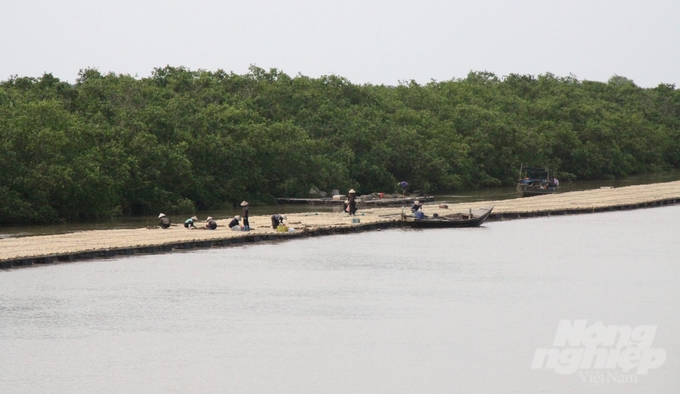 Khu bảo tồn đất ngập nước Tiền Hải được giữ lại trong Quy hoạch tỉnh Thái Bình vừa được Thủ tướng Chính phủ phê duyệt. Ảnh: Kiên Trung.