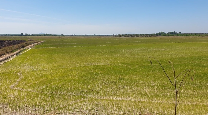 Vừa qua, nhiều đồng lúa ở xã Đa Kai, huyện Đức Linh bị hạn hán, thiếu nước tưới. Ảnh: HN.