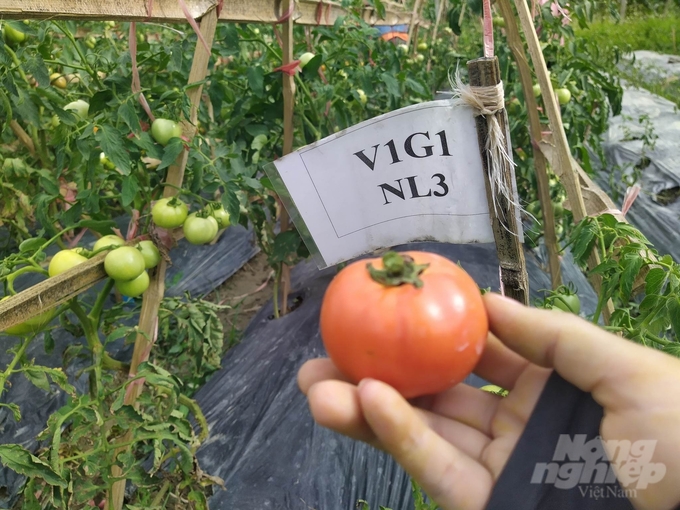 Cà chua hữu cơ sản xuất trái vụ trong mô hình ở xã Vân Sơn. Ảnh: Hải Tiến.