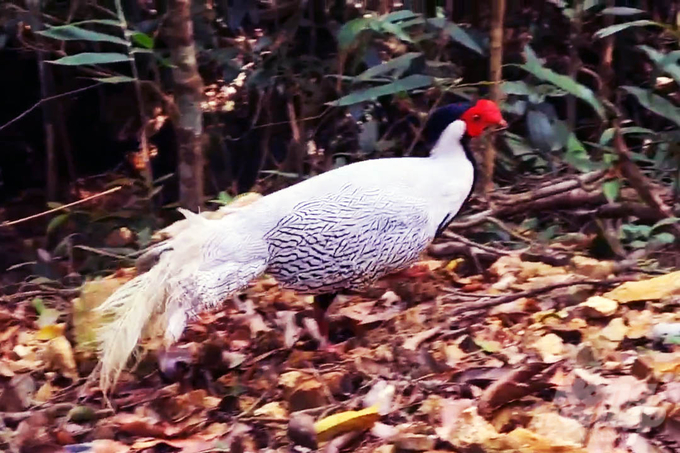 Cá thể gà lôi trắng được tái thả tại Vườn quốc gia Bạch Mã. Ảnh: CĐ.