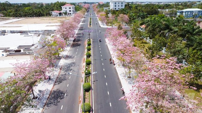 Từ cuối tháng 2 đến nay, con đường hoa kèn hồng dài hơn 1km, nằm trên đường Hùng Vương, nối từ Quốc lộ 1 đến khu hành chính huyện Châu Thành, tỉnh Sóc Trăng vào mùa trổ hoa, sáng rực cả tuyến đường.