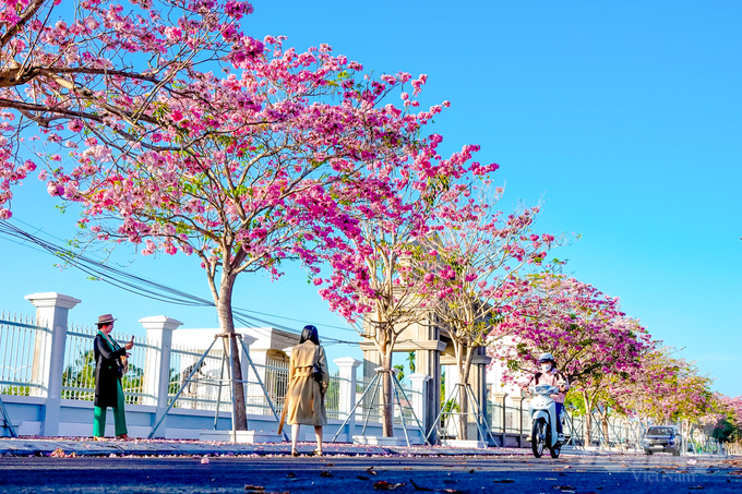 Được biết, huyện Châu Thành đang tổ chức một số sự kiện đi đôi với mùa hoa kèn hồng nở rộ để du khách đến trải nghiệm nhiều hơn về văn hóa, thể thao, du lịch của địa phương.