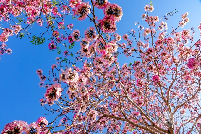 Một nhiếp ảnh gia đến từ TP Cần Thơ từ sáng sớm đã đến Sóc Trăng để tìm chụp ảnh hoa kèn hồng. Bởi đây là thời điểm hoa tươi tắn và rạng rỡ nhất.