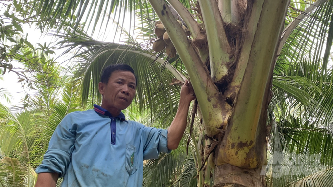 Chi cục Trồng trọt và Bảo vệ thực vật tỉnh Trà Vinh dự báo trong năm 2024, toàn tỉnh có khoảng 100ha dừa bị sâu đầu đen gây hại. Ảnh: Hồ Thảo.