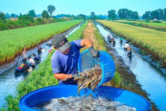 Mô hình trồng lúa kết hợp nuôi tôm tại xã Trí Phải, huyện Thới Bình, Cà Mau. Ảnh: Văn Đời.