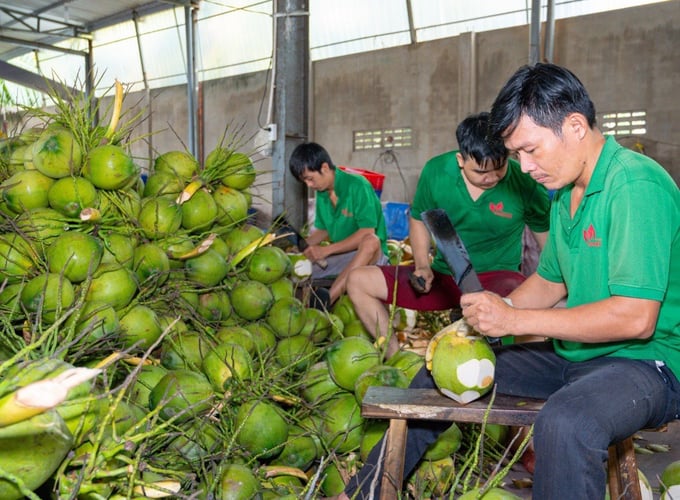 Công nhân gọt vỏ dừa tươi tại Công ty TNHH Xuất nhập khẩu trái cây MeKong. Ảnh: Minh Đảm.