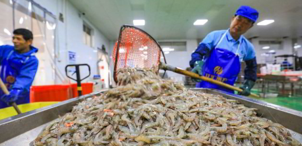 Workers prepare shrimp for processing at a seafood processing factory in Luannan county, Hebei province, northern China.Photo: Shutterstock