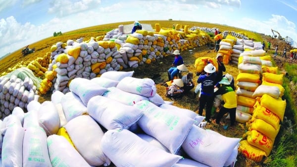 Thủ tướng đề nghị Bộ trưởng Bộ Công thương nghiên cứu tinh giản đầu mối xuất khẩu gạo, đảm bảo cạnh tranh lành mạnh nhưng không quá phân tán, hiệu quả kinh doanh, uy tín của gạo Việt Nam. Ảnh: Lê Hoàng Vũ.