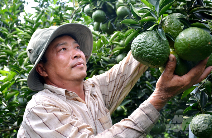 Huyện Lai Vung tập trung phát triển các ngành chủ lực như lúa, rau màu, cây ăn trái (chủ lực là cây có múi) và hoa kiểng theo hướng sản xuất quy mô lớn, tập trung, theo chuỗi giá trị. Ảnh: Lê Hoàng Vũ.