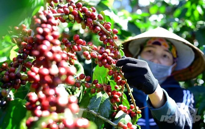 Accumulation in the first 2 months of 2024 showed that Vietnam's coffee exports are estimated to reach 438 thousand tons. Photo: Minh Hau.