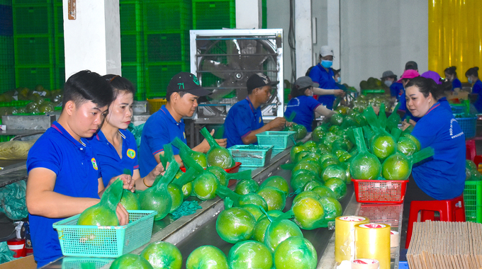 Preliminary processing of green-skinned grapefruit at Mien Tay Huong Company. Photo: Minh Dam.