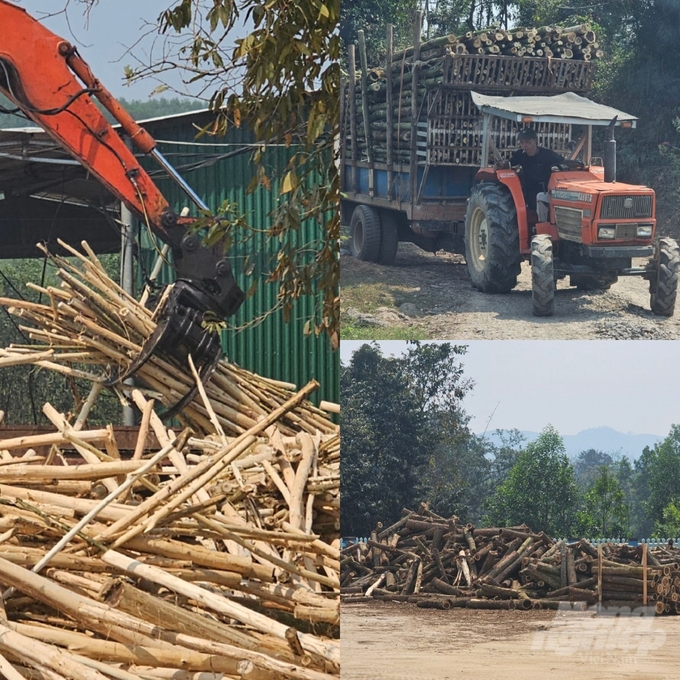 Hoạt động thu mua, chế biến gỗ dăm tại cơ sở của ông Trần Văn Xuân vẫn diễn ra bình thường sau khi có 'lệnh' dừng của UBND huyện Như Xuân. Ảnh chụp ngày 6/3.