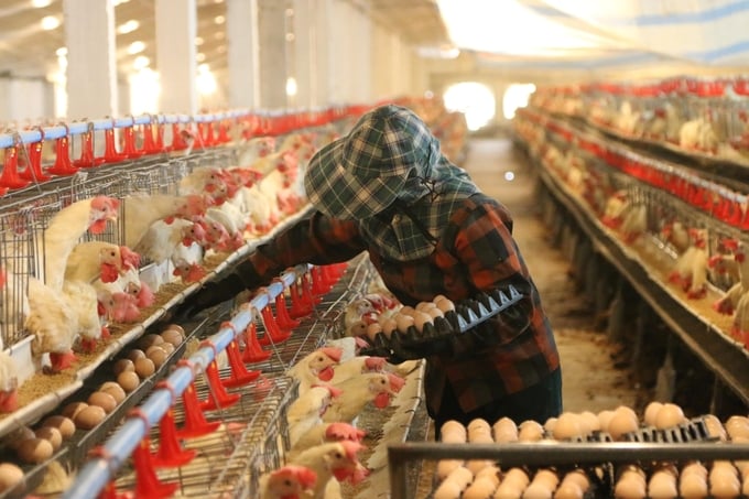Mô hình nuôi gà đẻ trứng ứng dụng công nghệ kỹ thuật số điều khiển trên hệ thống cảm biến khí hậu của anh Nguyễn Quang Vình. Ảnh: Đinh Mười.